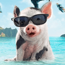 Pua