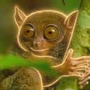 TARSIER