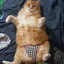 FATCAT