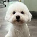 XDOG