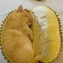 榴莲猫