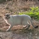 catlokimi