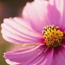 CLKPINK