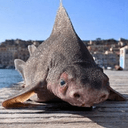 ROUGHSHARK