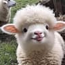 晚安羊