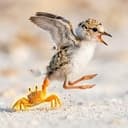 CRAB