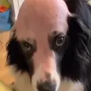 BalDog