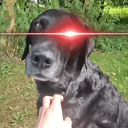 SOYDOG