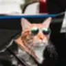 DANKCAT
