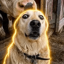 DIS