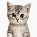 KITTY