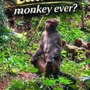MONKEY