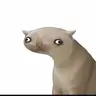 CATCUT