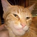 mog