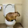 CrappyBara