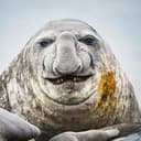 CHUDSEAL