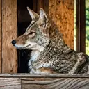 Coyote