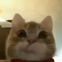 jeff