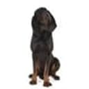 COONHOUND