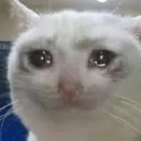 CryingCat