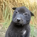 BlackPuppy