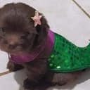 Mermaid