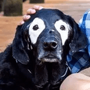 fomodog