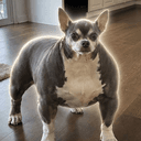 Oscar