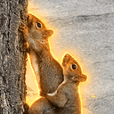 Pnuts