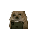 $CASHDOG