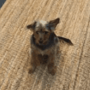 FiFi