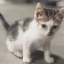 Sugar