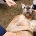 KANGAROO