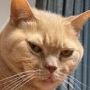 PERSIK