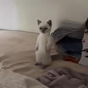 bai