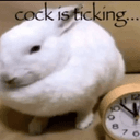 cock