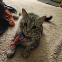 Zuzu
