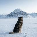 KOVU