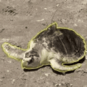 Pancake