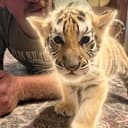Mowgli