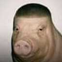 PIGGER