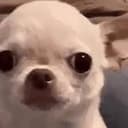 dogi