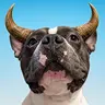 Bull