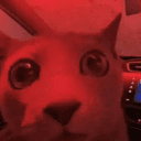 dumpcat