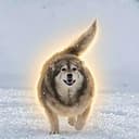 DogCopter