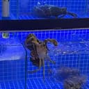 MR CRABS
