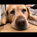 dog sad