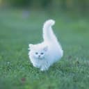 CAT COIN