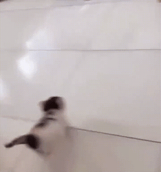 VAC