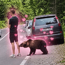Bear